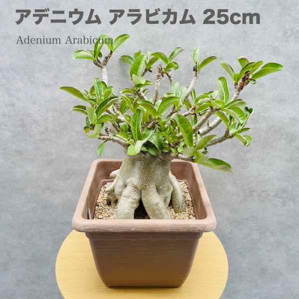 現品 アデニウム アラビカム 高さ25cm 9号鉢株 大型 砂漠のバラ 多肉植物 塊根植物 コーデックス 観葉植物 アラビクム