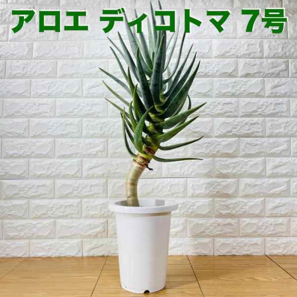 現品 観葉植物 アロエ ディコトマ 7号鉢 大型 多肉植物 大株 aloe たかろかい 高蘆薈 おしゃれな室内インテリア プレゼントギフト  テレビ｜au PAY マーケット