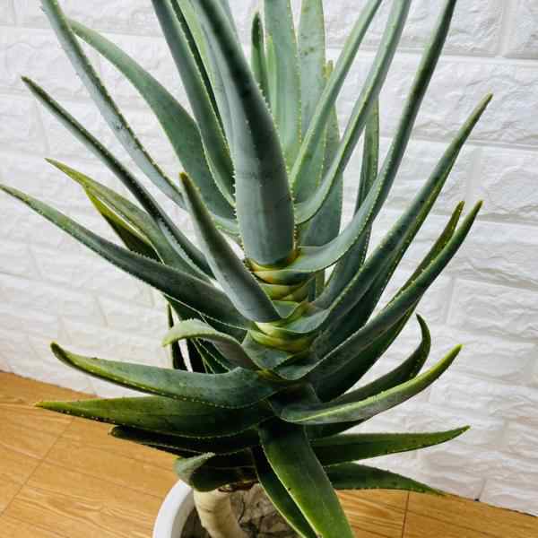 現品 観葉植物 アロエ ディコトマ 7号鉢 大型 多肉植物 大株 aloe 