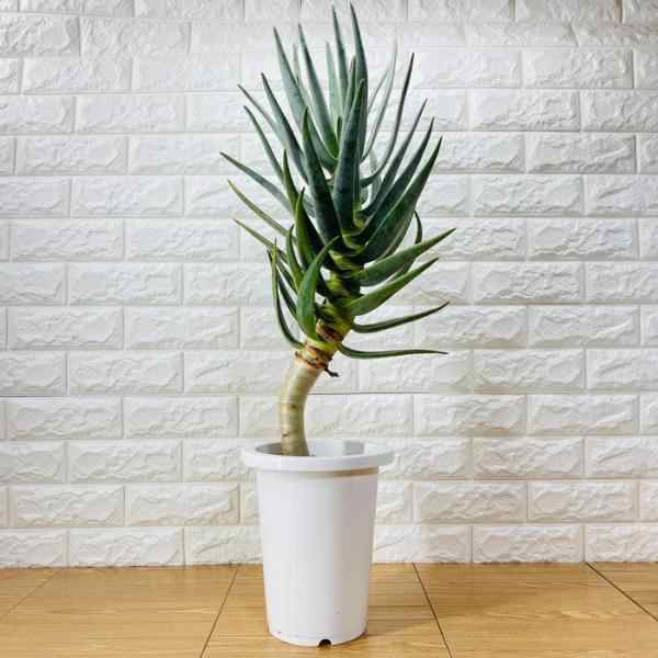 現品 観葉植物 アロエ ディコトマ 7号鉢 大型 多肉植物 大株 aloe ...