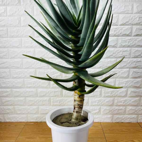 現品 観葉植物 アロエ ディコトマ 8号鉢 大型 多肉植物 大株 aloe たかろかい 高蘆薈 おしゃれな室内インテリア プレゼントギフト  テレビ横の通販はau PAY マーケット - ミドリス | au PAY マーケット－通販サイト