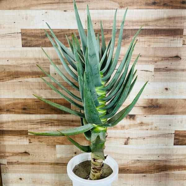 現品 観葉植物 アロエ ディコトマ 8号鉢 大型 多肉植物 大株 aloe たかろかい 高蘆薈 おしゃれな室内インテリア プレゼントギフト  テレビ横の通販はau PAY マーケット - ミドリス | au PAY マーケット－通販サイト