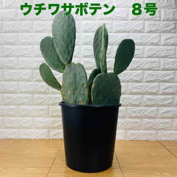 観葉植物 ウチワサボテン オプンチア 8号鉢株 大型 多肉植物 プレゼント ギフト おしゃれな室内インテリア