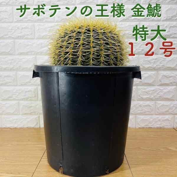 サボテンの王様 金鯱 12号鉢 大型 特大 観葉植物 多肉植物 金