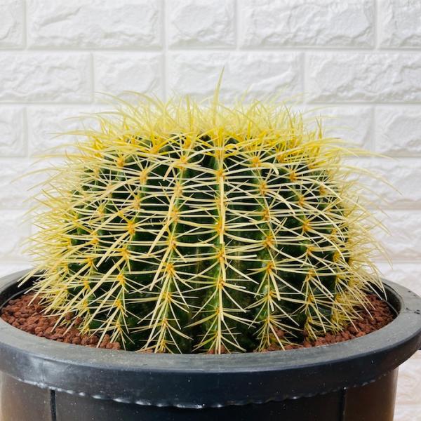 サボテン 金鯱 キンシャチ 12号 逸品 特大 本物 観葉植物 サンマセール中 サボテン 金鯱 キンシャチ 12号 逸品 特大 本物 観葉植物 セール