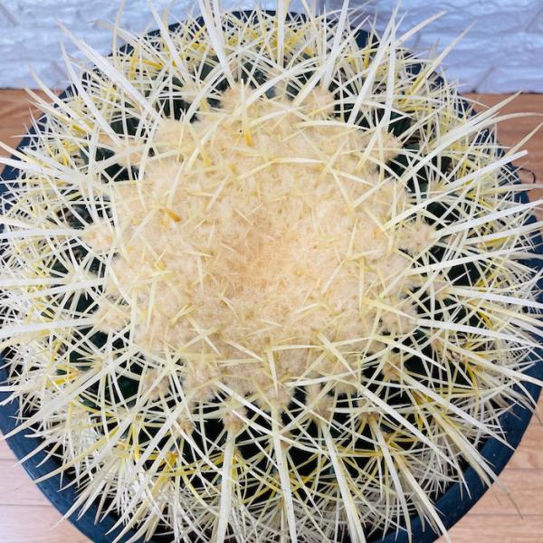 サボテンの王様 金鯱 12号鉢 大型 特大 観葉植物 多肉植物 金
