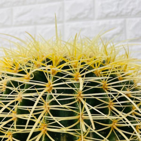 サボテンの王様 金鯱 12号鉢 大型 特大 観葉植物 多肉植物 金
