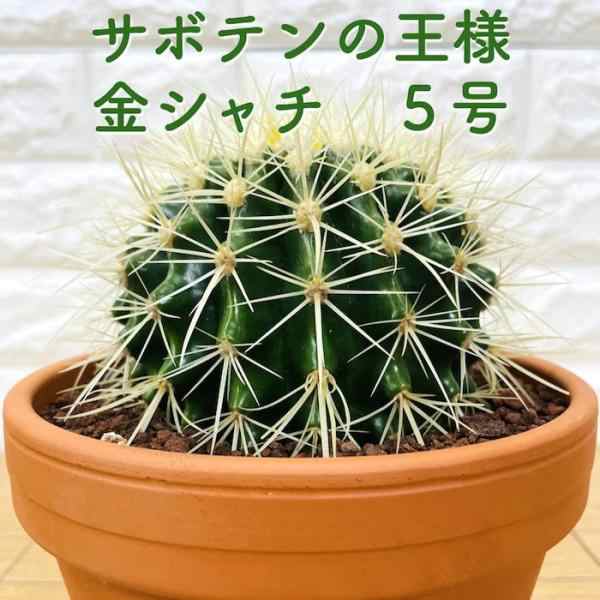 サボテンの王様 金鯱 5号鉢 観葉植物 多肉植物 金シャチ おしゃれでかわいい ギフト 置物 プレゼント インテリア 贈り物 卓上の通販はau PAY  マーケット - ミドリス | au PAY マーケット－通販サイト