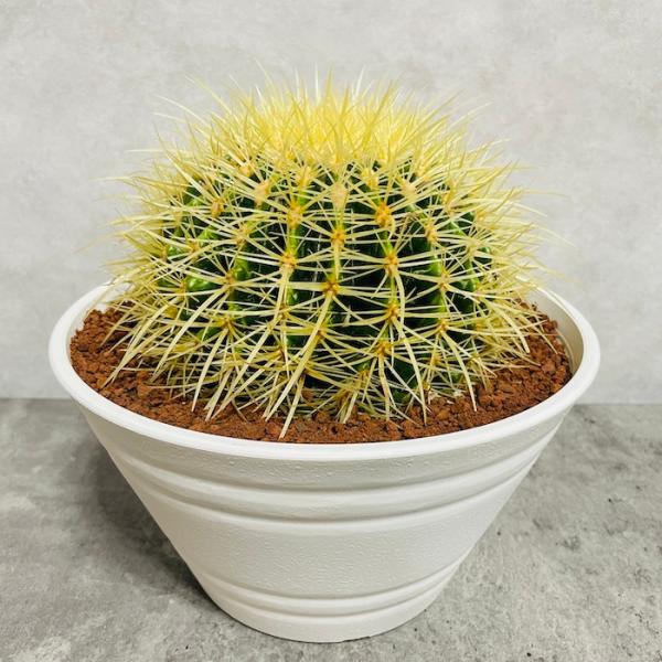サボテンの王様 金鯱 7号鉢 大型 観葉植物 多肉植物 金シャチ おしゃれ