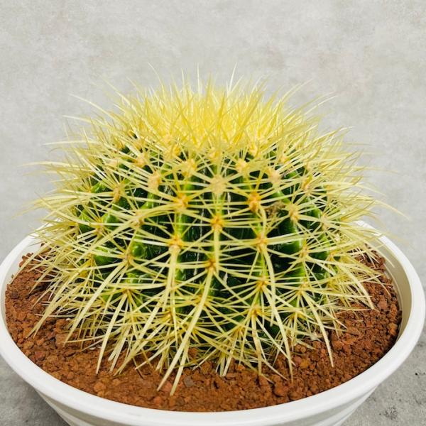 Miechanページ　サボテン　金鯱7号と5号 サボテンの王様 金鯱 7号鉢 大型 観葉植物 多肉植物 金シャチ おしゃれ