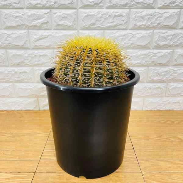 サボテンの王様 金鯱 8号鉢 大型 観葉植物 多肉植物 金シャチ おしゃれ