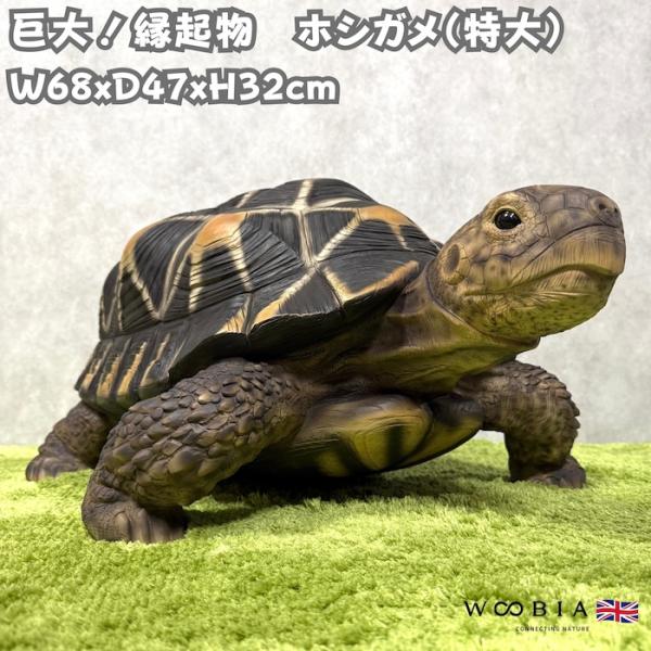 置物 ホシガメ 特大 亀グッズ 体長68cm woobia ウービア 大きい かわいい おしゃれ ガーデン インテリア オブジェ 巨大 可愛い プレゼント 北欧 玄関 雑貨 動物 モダン 面白い 庭 ギフト 屋外 家 リアル 玄関先 ガーデンオーナメント