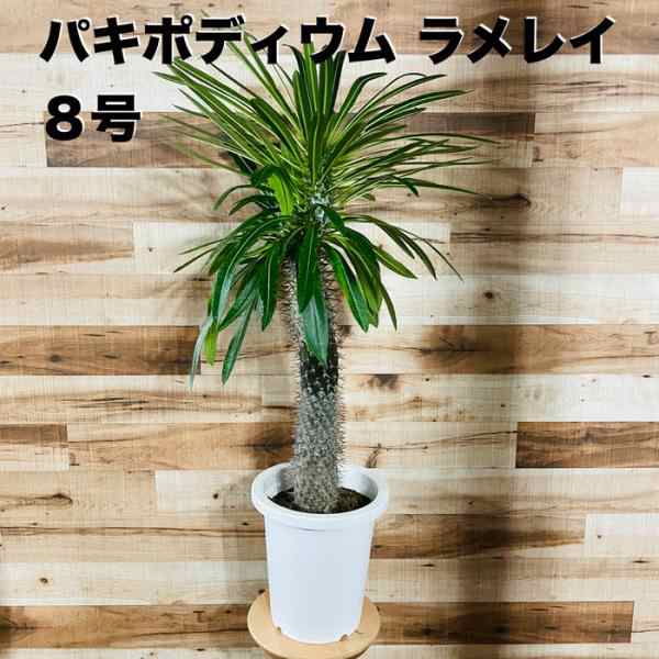 観葉植物 パキポディウム・ラメリー 8号鉢株 大型 塊根植物 コーデックス 多肉植物 ラメレイ おしゃれな室内インテリア プレゼント  ギフトの通販はau PAY マーケット - ミドリス | au PAY マーケット－通販サイト