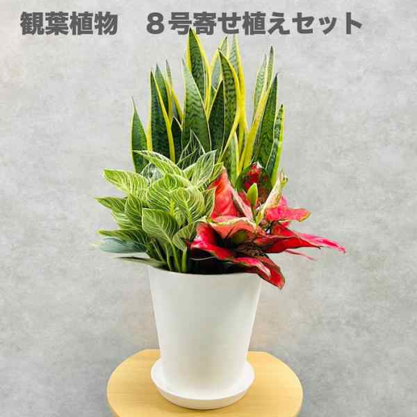 観葉植物 寄せ植え 8号鉢 3品種セット サンスベリア フィロデンドロンバーキン アグラオネマビューティー おしゃれな植物