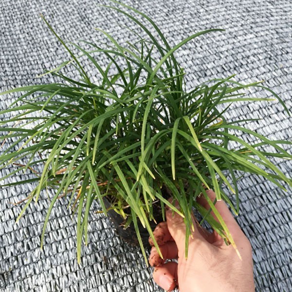 リュウノヒゲ（竜の髭）９cmポット ３６０株 産地直送 グランドカバー送料無料 苗木 植木 苗 庭木 生け垣 下草_1