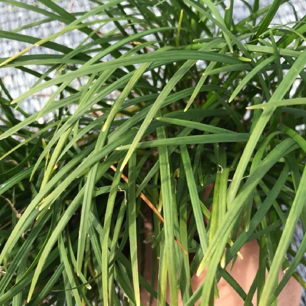 リュウノヒゲ（竜の髭）９cmポット ３６０株 産地直送 グランドカバー送料無料 苗木 植木 苗 庭木 生け垣 下草_2