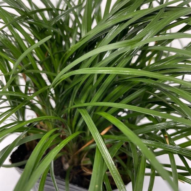 リュウノヒゲ（竜の髭）９cmポット ３６０株 産地直送 グランドカバー送料無料 苗木 植木 苗 庭木 生け垣 下草_5
