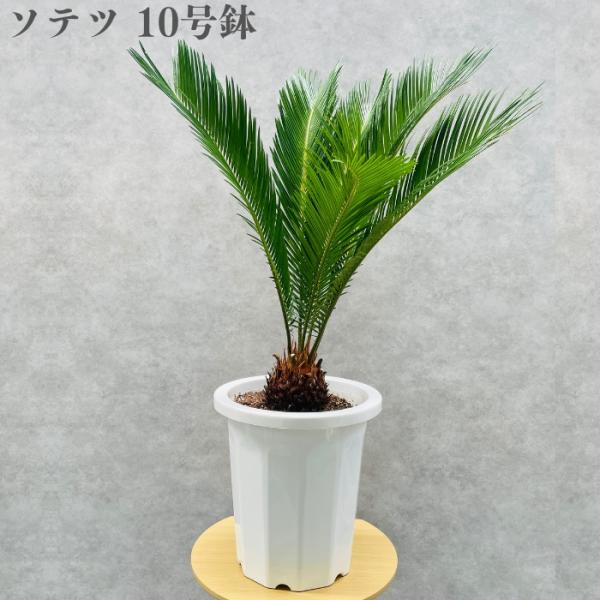 現品 観葉植物 ソテツ 蘇鉄 10号鉢苗 大型種類 庭木 風水 地植え