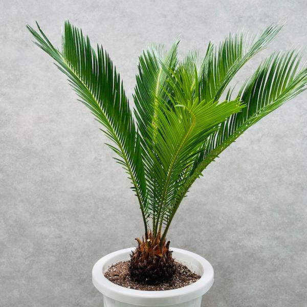 ソテツ　10号　140センチ　現品 ソテツ 10号 140センチ 現品