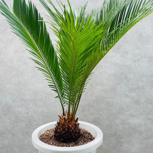 現品 観葉植物 ソテツ 蘇鉄 10号鉢苗 大型種類 庭木 風水 地植え