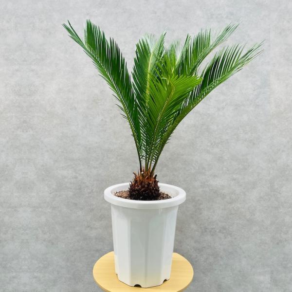 現品 観葉植物 ソテツ 蘇鉄 10号鉢苗 大型種類 庭木 風水 地植え 現品 観葉植物 ソテツ 蘇鉄 10号鉢苗 大型種類 庭木 風水 地植え