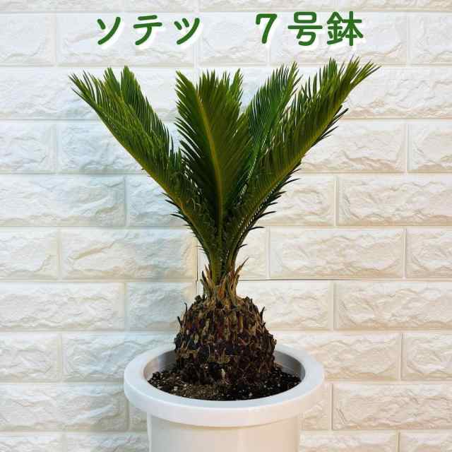 ソテツ 蘇鉄 7号鉢 記念樹 シンボルツリー 地植え プランター 鉢植え