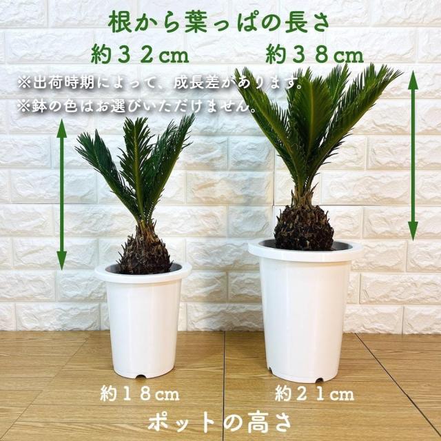 ソテツ 蘇鉄 7号鉢 記念樹 シンボルツリー 地植え プランター 鉢植え