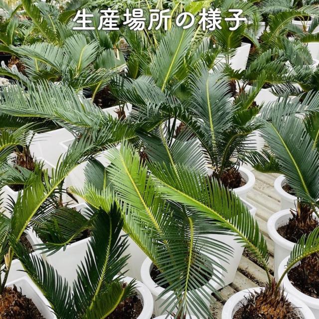ソテツ 蘇鉄 7号鉢 記念樹 シンボルツリー 地植え プランター 鉢植え