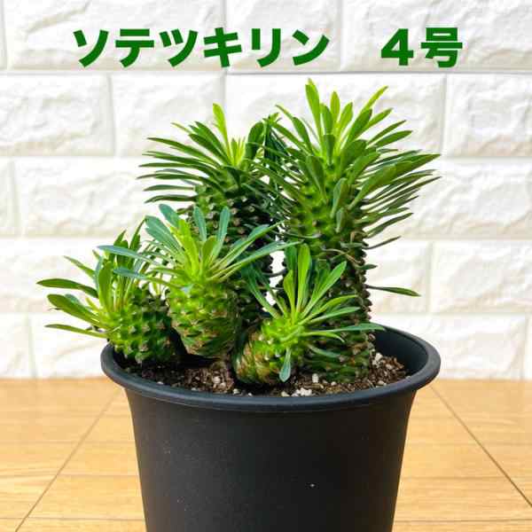 観葉植物 ユーフォルビア ソテツキリン 4号鉢 パイナップルコーン 蘇鉄麒麟 多肉植物 おしゃれな室内インテリア プレゼントギフト テレビの通販はau  PAY マーケット - ミドリス | au PAY マーケット－通販サイト