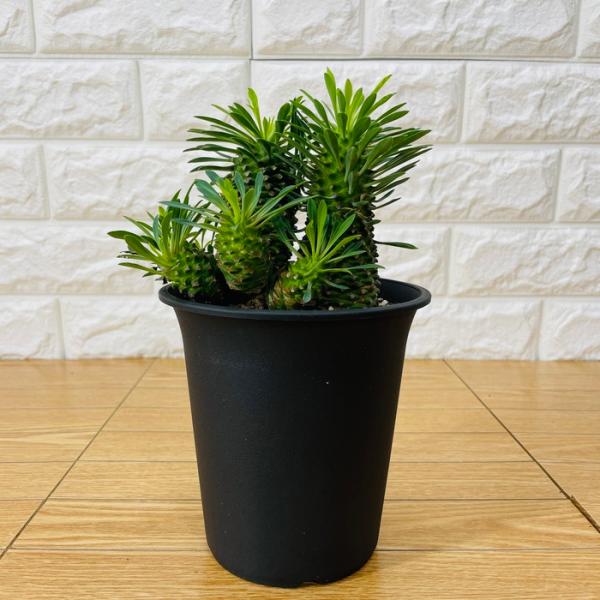 観葉植物 ユーフォルビア ソテツキリン 4号鉢 パイナップル