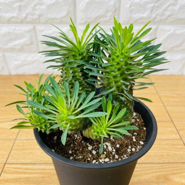 観葉植物 ユーフォルビア ソテツキリン 4号鉢 パイナップル