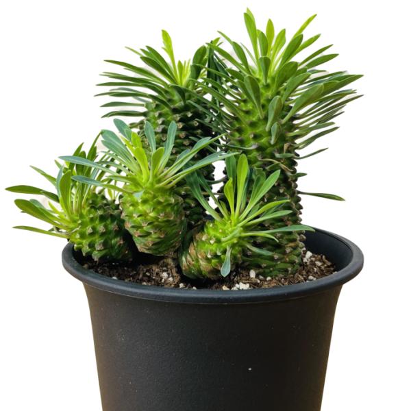 ユーフォルビア　ソテツキリン　パイナップルコーン群生　バランス◎鉢のまま発送 ユーフォルビア ソテツキリン パイナップルコーン群生 バランス