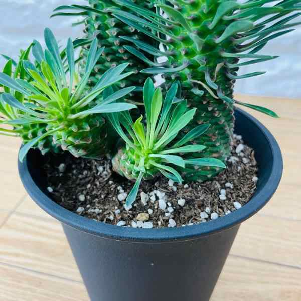 観葉植物 ユーフォルビア ソテツキリン 4号鉢 パイナップルコーン 蘇鉄麒麟 多肉植物 おしゃれな室内インテリア プレゼントギフト テレビの通販はau  PAY マーケット - ミドリス | au PAY マーケット－通販サイト