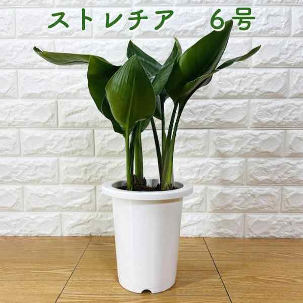 観葉植物 ストレリチア：オーガスタ4号ポット