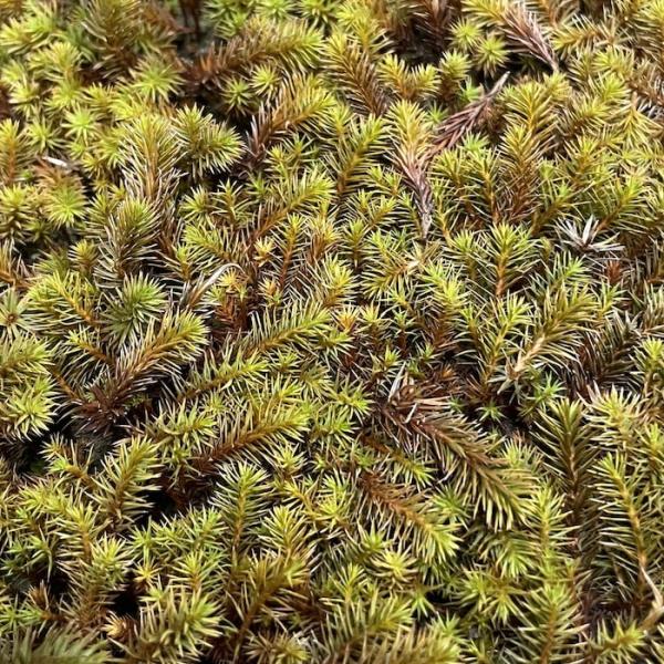 スギゴケ　スギ苔　杉苔　苔　庭　コケ スギゴケ 杉苔 約2.4平米分 36cm×28cm 24枚入り 苔 コケ 庭園苔