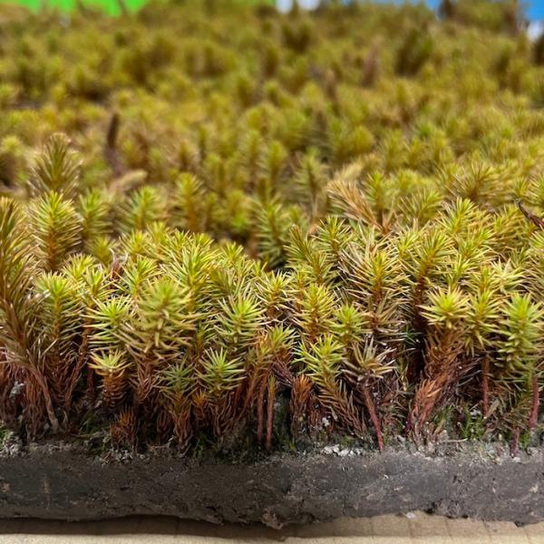 スギゴケ　スギ苔　杉苔　苔　庭　コケ スギゴケ 杉苔 約2.4平米分 36cm×28cm 24枚入り 苔 コケ 庭園苔