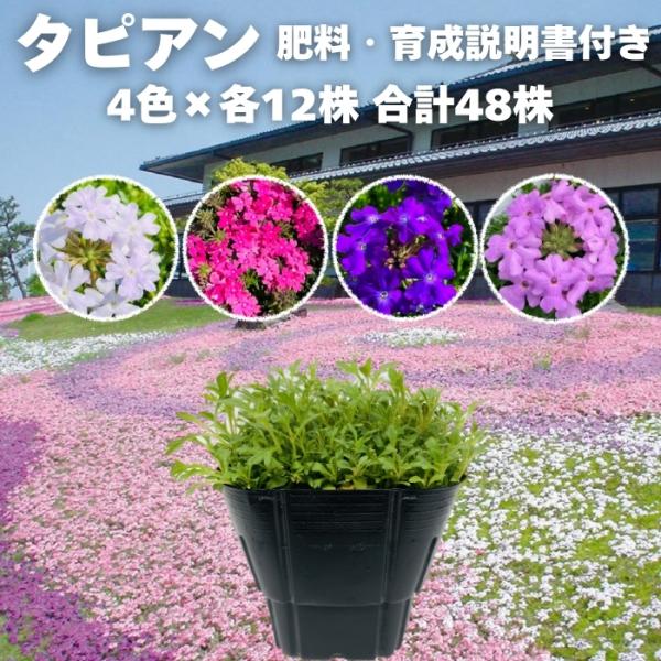 【レビュー特典あり】 タピアン 4色×各12株 合計48株 9cmポット苗 肥料付き 3号 バーベナ属 サントリーフラワーズ グランドカバー 常緑 多年草 宿根草 雑草対策 下草