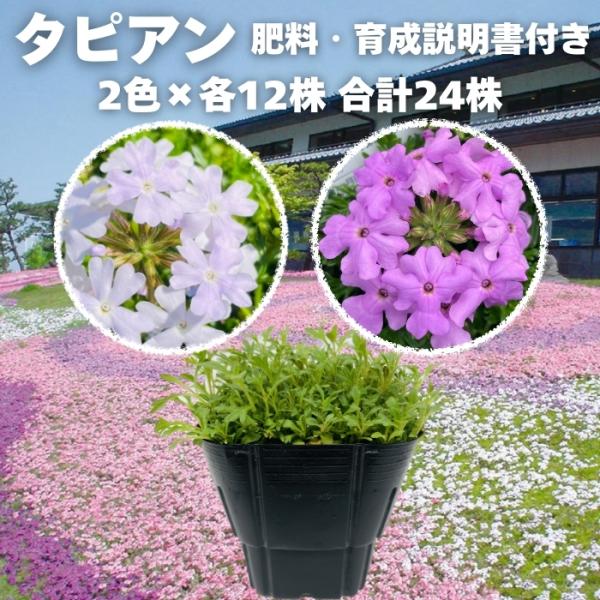 タピアン 2品種×各12株 合計24株 9cmポット苗 肥料付 3号 ホワイト ラベンダー バーベナ属 サントリーフラワーズ グランドカバー 常緑 多年草 宿根草 雑草対策