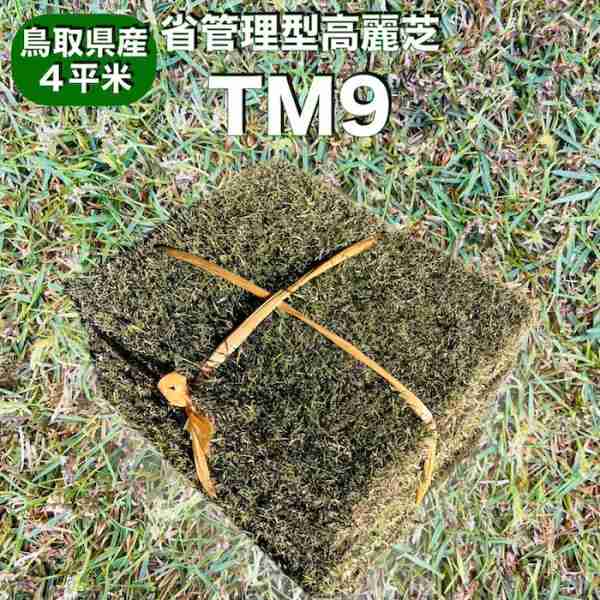 【産地直送】 芝生 TM9 ティーエムナイン 4平米分 36枚入り 省管理型コウライシバ（高麗芝）登録品種 天然芝 暖地型 苗