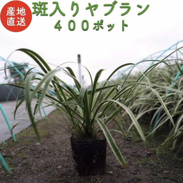 斑入りヤブラン １０.５cmポット苗 ４００株 産地直送 やぶらん フイリヤブラン 藪蘭 苗木 植木 庭木 生け垣 グランドカバー 送料無料