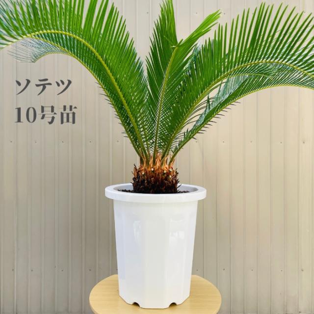 おすすめ！ソテツ　蘇鉄　群落株　10号輪鉢 おすすめ！ソテツ 蘇鉄 群落株 10号輪鉢 おすすめ！ソテツ 蘇鉄