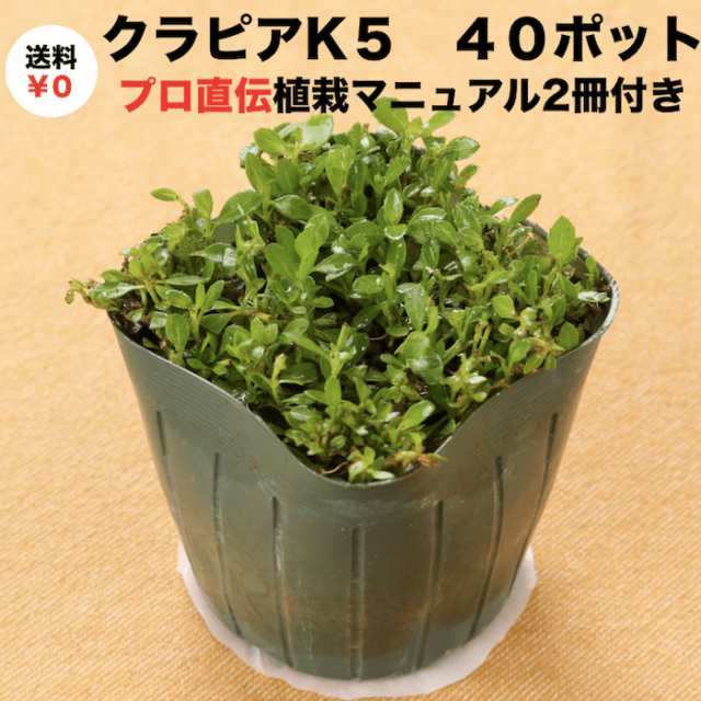 クラピア K5 9cmポット苗 薄桃 40鉢セット 完全植栽マニュアル付き 雑草対策 グランドカバー 送料無料の通販はau Pay マーケット ミドリス