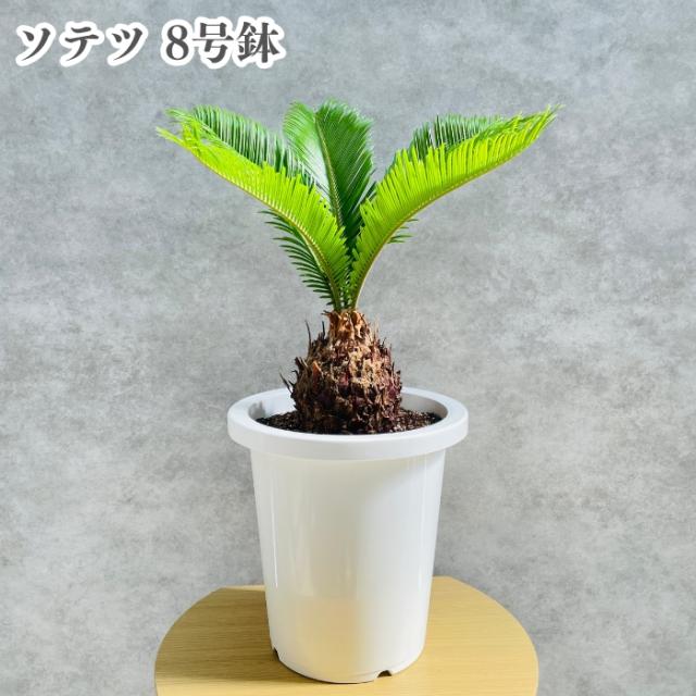 ソテツ 蘇鉄 8号鉢 庭木 記念樹 シンボルツリー 観葉植物 風水