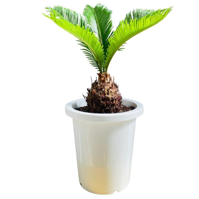 ソテツ 蘇鉄 8号鉢 庭木 記念樹 シンボルツリー 観葉植物 風水 地植え