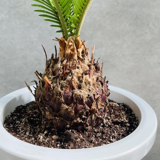 ソテツ 蘇鉄 8号鉢 庭木 記念樹 シンボルツリー 観葉植物 風水 地植え 