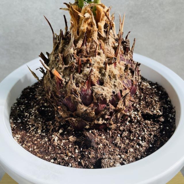 ソテツ 蘇鉄 8号鉢 庭木 記念樹 シンボルツリー 観葉植物 風水 地植え