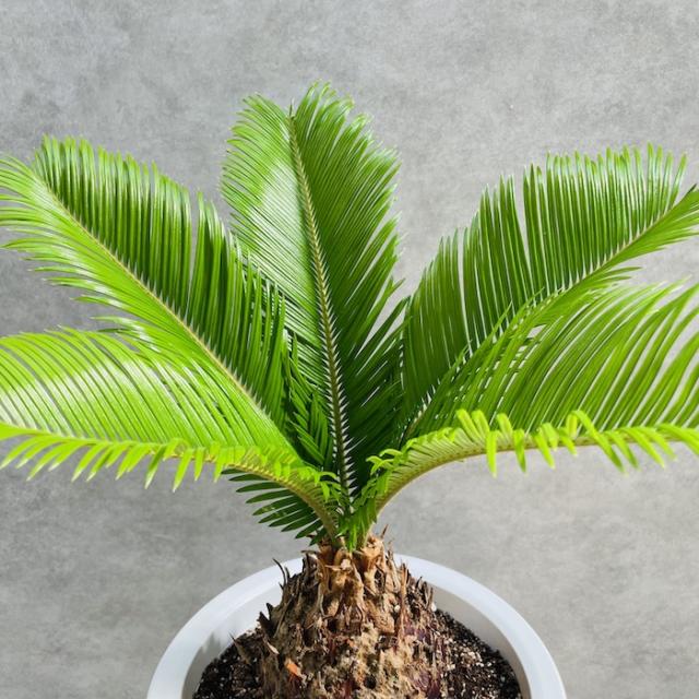 8☆★☆ソテツ：和・洋風庭木：シンボルツリー☆★☆ 一点ものソテツ（蘇鉄）8号 樹高0.9m(鉢底から) 幅0.8m