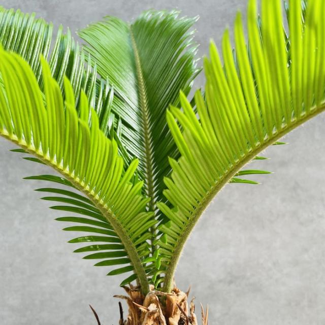 ソテツ 蘇鉄 8号鉢 庭木 記念樹 シンボルツリー 観葉植物 風水 地植え