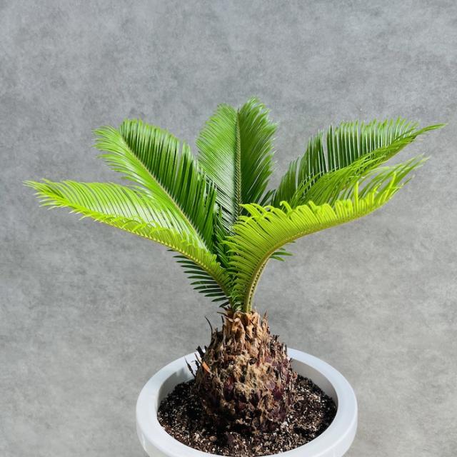 ソテツ 蘇鉄 8号鉢 庭木 記念樹 シンボルツリー 観葉植物 風水 地植え