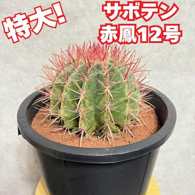 サボテン赤鳳 12号鉢 大型 特大サイズ フェロカクタススタイネシー 観葉植物 多肉植物 おしゃれでかわいい ギフト 置物 プレゼント インテリア 贈り物 卓上 テーブル 大きい 部屋 室内 リビング 玄関 ベランダ テレビ横 ドライガーデン